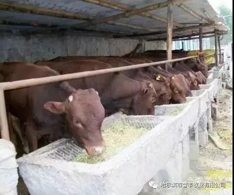 飼料廠家