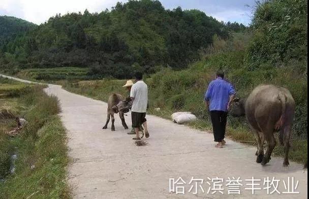 牛飼料廠家