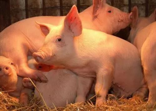 豬飼料廠家